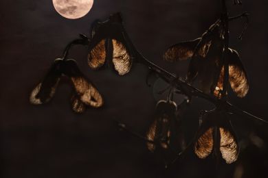 Gerhard Pflästerer: Nur der Mond scheint